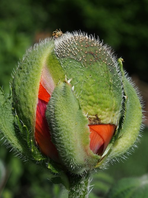 flowers  flower bud  beauty