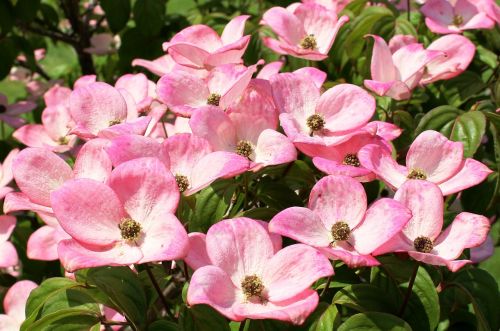 dogwood flowers pink
