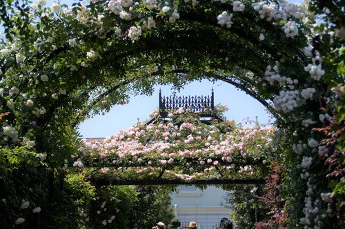 flowers  rose  arch