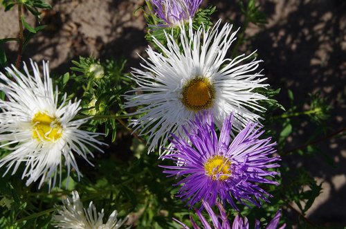 flowers  plants  garden