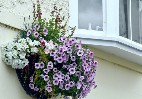flowers  hanging basket  window