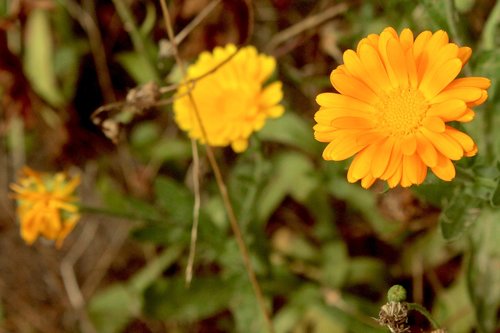 flowers  yellow  orange