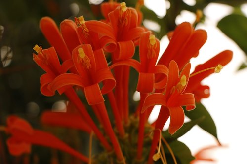 flowers  plant  nature