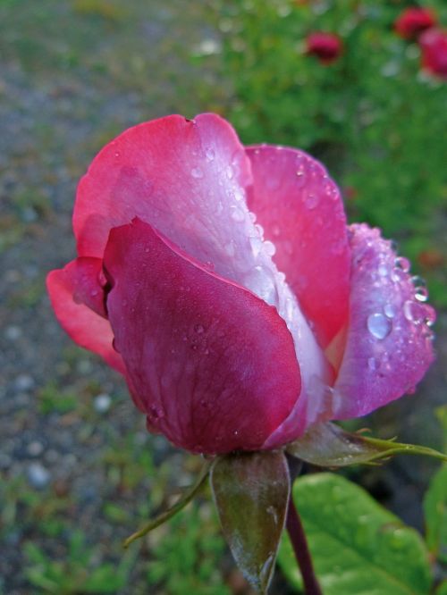 flowers rose bud macro