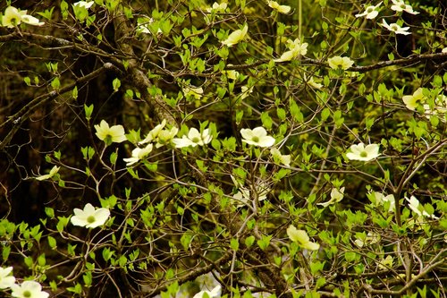 flowers  valley  spring