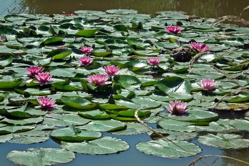 flowers  water lilies  water lily