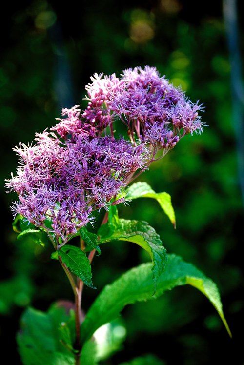 flowers  purple  bloom