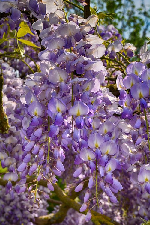 flowers  close up  nature