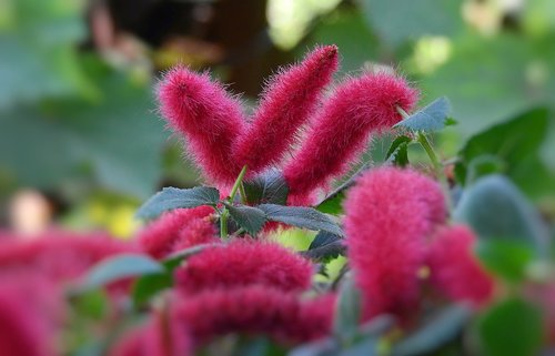 flowers  red  summer