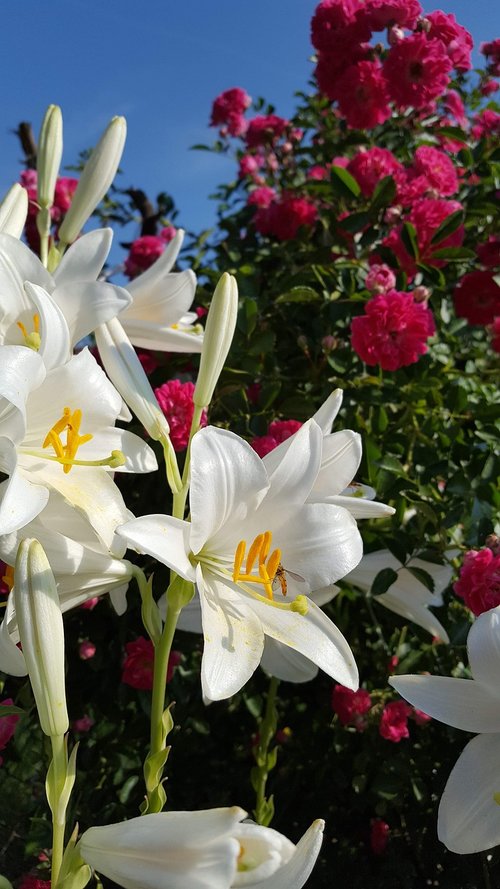 flowers  lily  nature