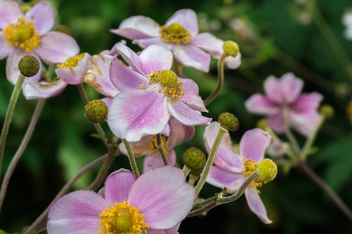 flowers  plant  summer