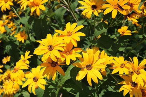 flowers  yellow  summertime