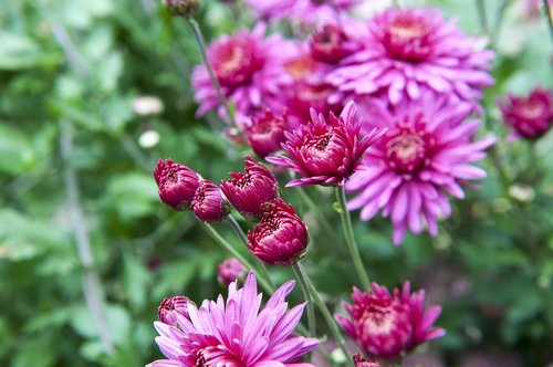 flowers  chrysanthemum  autumn