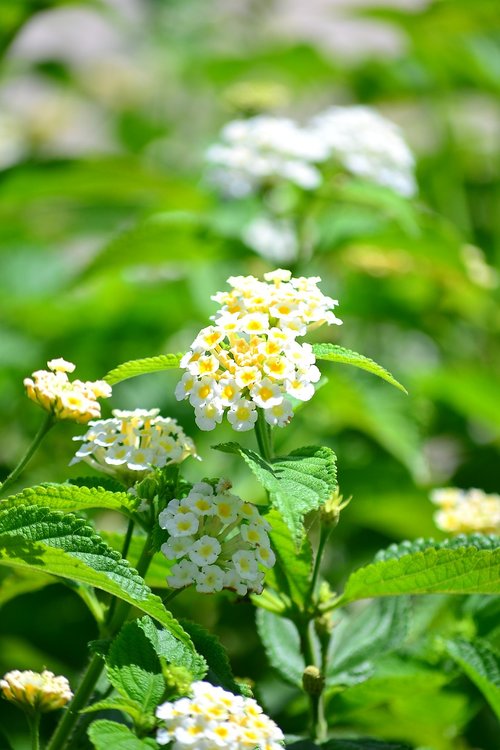 flowers  green  nature