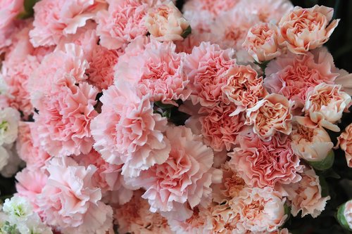 flowers  pink  romance