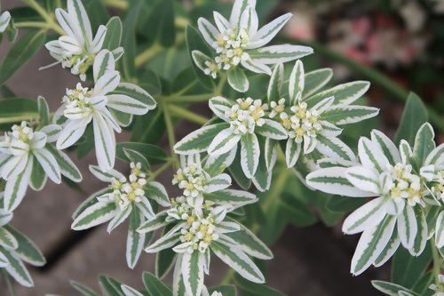 flowers  leaf  summer