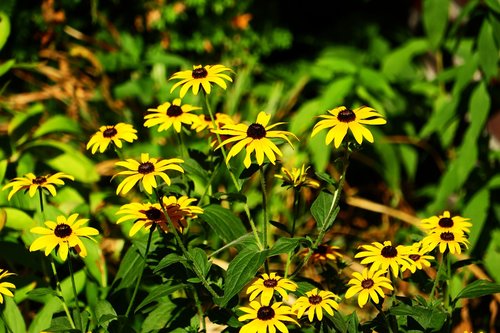 flowers  yellow  garden