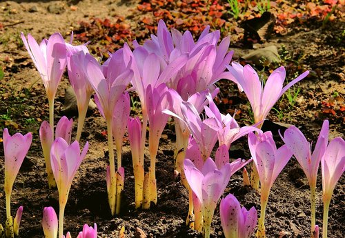 flowers  garden  beauty