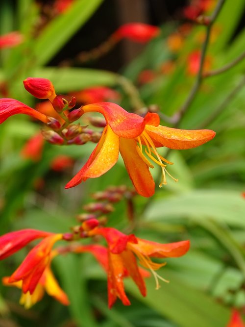 flowers  bloom  orange