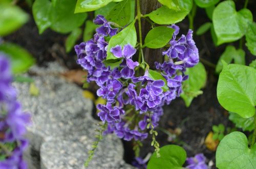 flowers purple plant