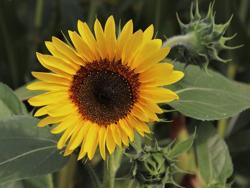 flowers  sunflower  plant