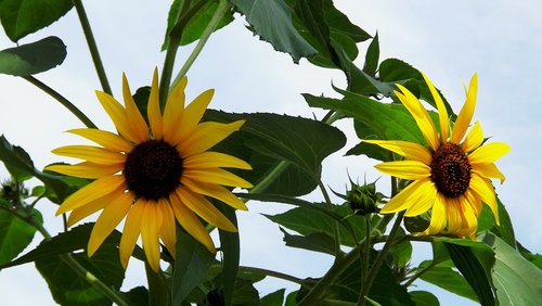 flowers  sunflowers  summer