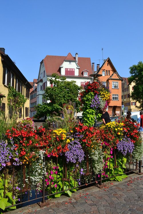 flowers  tübingen  city