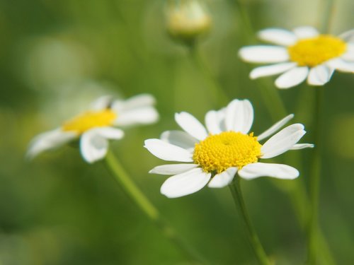 flowers  blossom  bloom