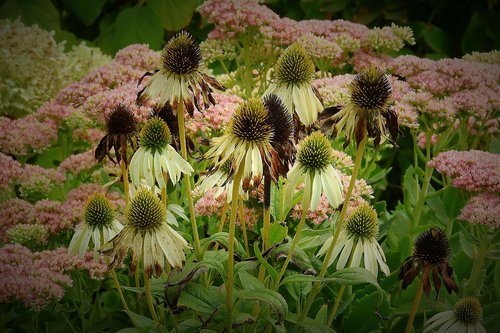 flowers  garden  beauty