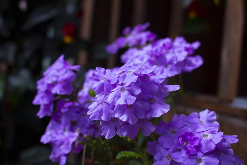 flowers  violets  pots