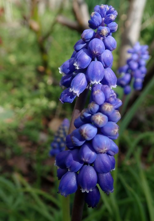 flowers  blue  grape hyacinth