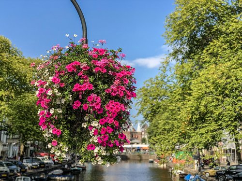 flowers  amsterdam  basket