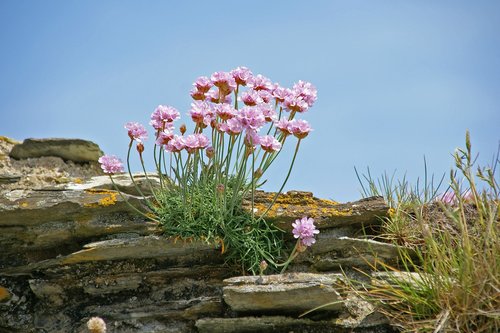 flowers  rock  summer