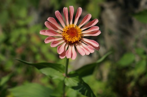 flowers  plants  petal