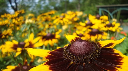 flowers  yellow  nature