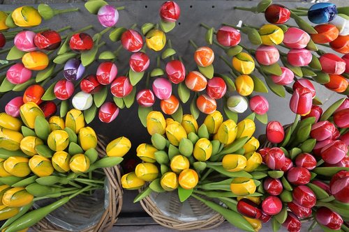 flowers  tulips  holland