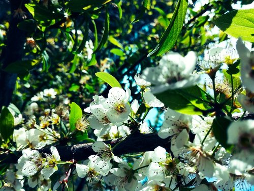 flowers  tree branch  spring