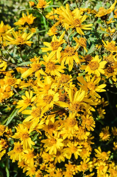flowers  yellow  summer