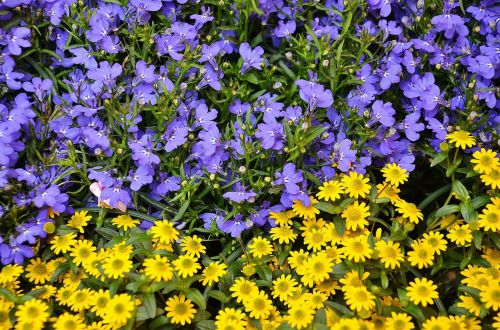 flowers plant nature