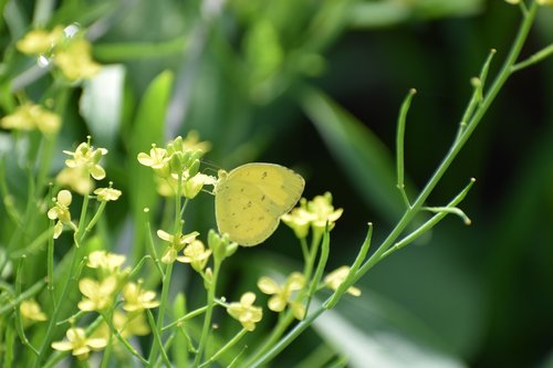 flowers  butterfly  insect