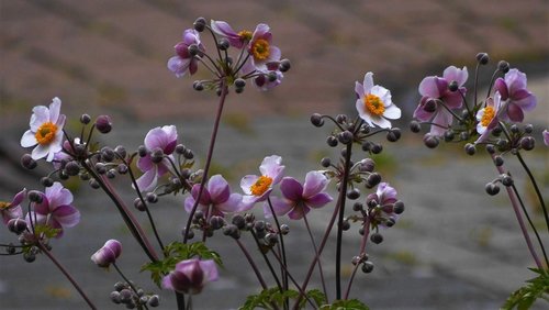 flowers  autumn anemones  blossom