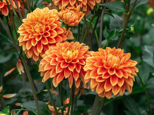 flowers  dahlias  garden plant