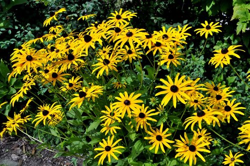 flowers  garden  yellow