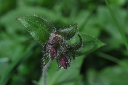 flowers  green  nature