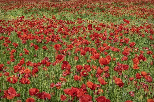 flowers  poppies  red