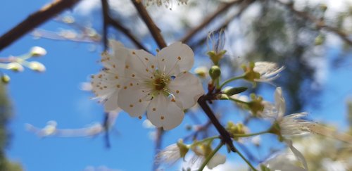 flowers  summer  spring