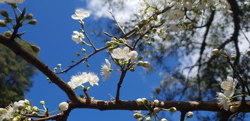 flowers  summer  spring