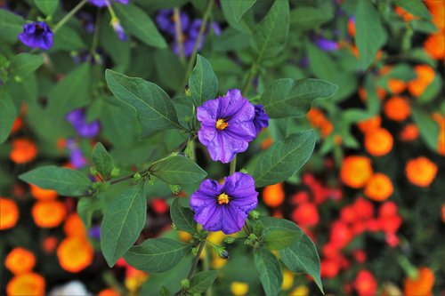 flowers  violet  orange