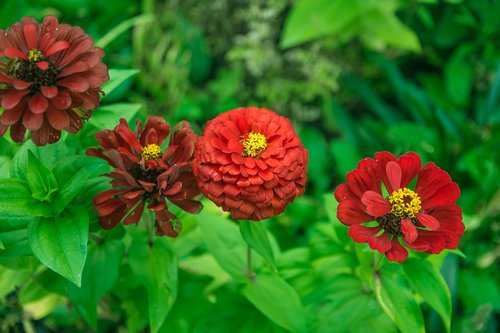 flowers  plants  zinnia