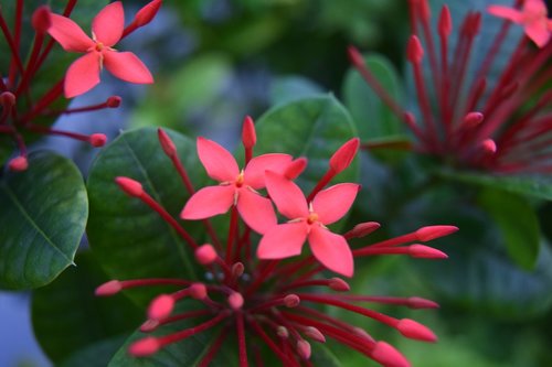 flowers  red  star